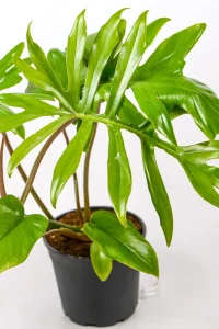 Detailed photo of Mayoi foliage highlighting its cut, finger-like shape
