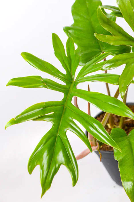 Philodendron Mayoi