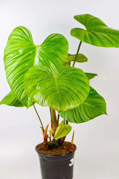 Philodendron Nangaritense