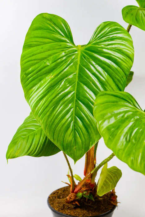 Philodendron Nangaritense