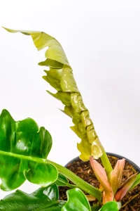 Philodendron Narrow new leaf unfurling in bright indoor light
