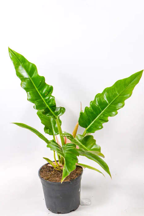 Philodendron Narrow