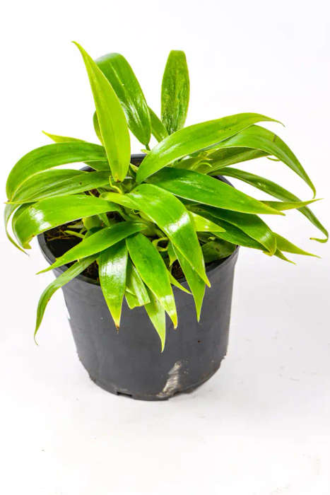Philodendron Panduriforme Hybrid