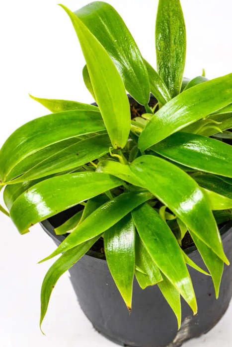 Philodendron Panduriforme Hybrid
