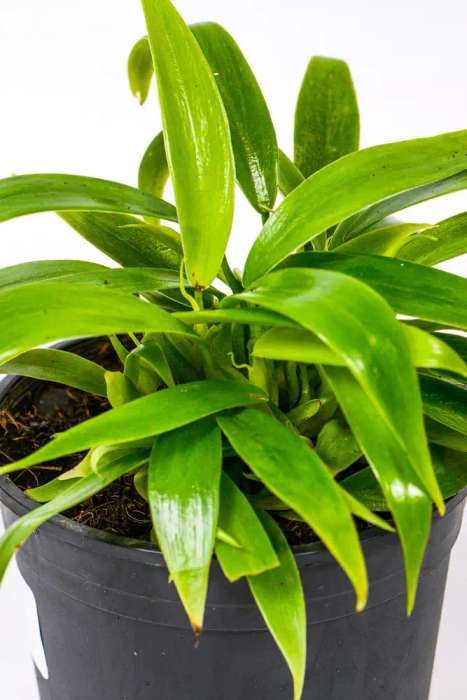 Philodendron Panduriforme Hybrid