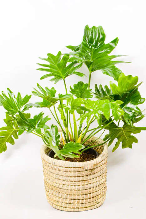 Philodendron Selloum