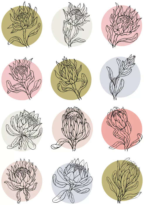 Proteas Sticker Sheet: Vibrant Pastels, Water Colours and Pencil