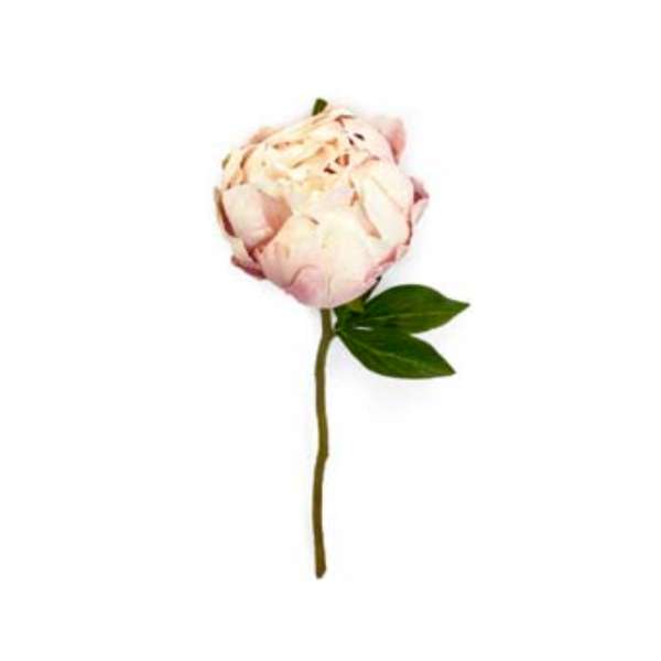 Toolhome Blossoms - Closed Peony - Light Pink - 30cm