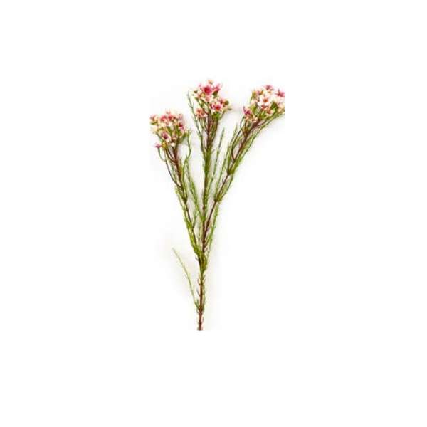 Toolhome Blossoms - Wax Flowers - Pink - Pack of 6 Stems - 78cm
