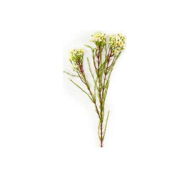 Toolhome Blossoms - Wax Flowers - Cream - Pack of 6 Stems - 78cm