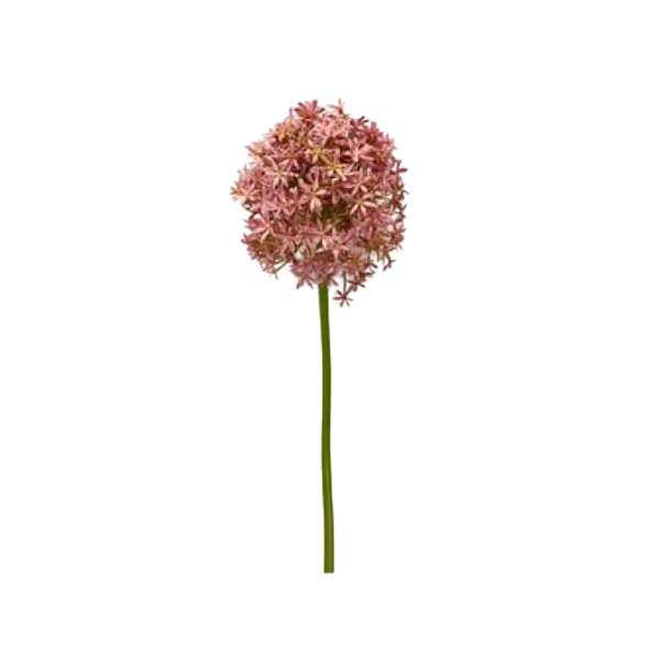 Toolhome Blossoms - Allium Giant Dusty Pink - 80cm