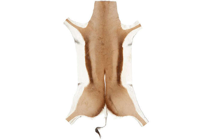 Genuine Springbok Hide Rug  Luxuriously Soft, Ethically Sourced African Antelope Skin