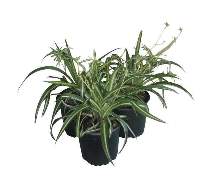 Colorweis Chlorophytum Com Pot (170mm)