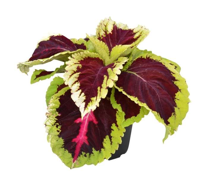 Colour Pot - Assorted (140 x 140 x 120mm)