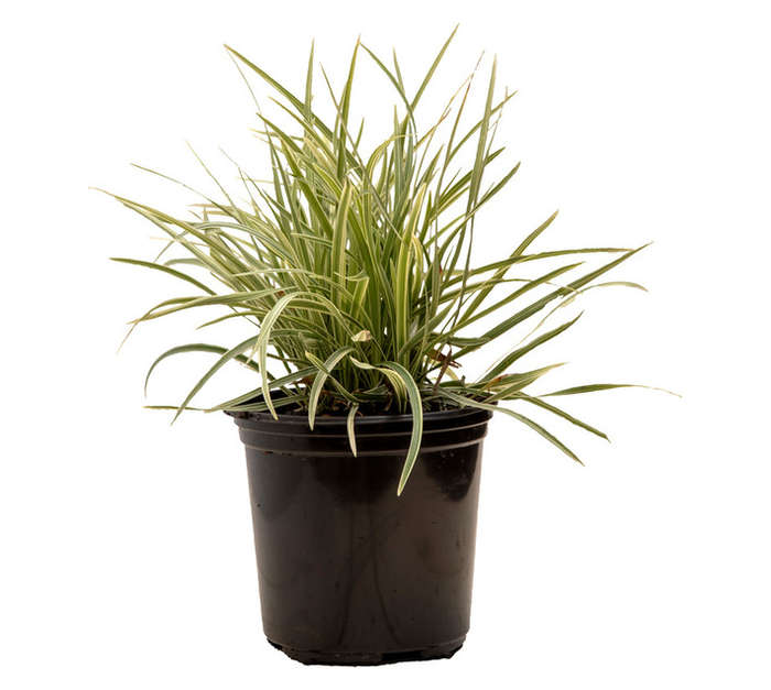 Colorweis Acorus Gramineus Golden Edge Shrub (150mm)
