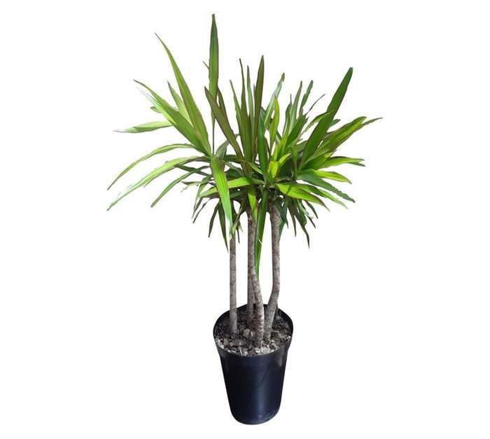 Airely Farms Dracaena Multi-Potted Plant (150mm)