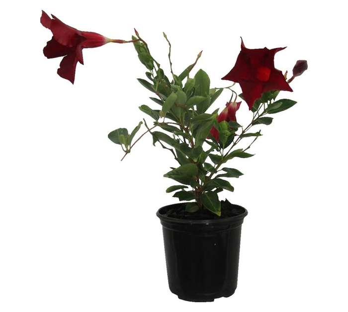 Dipl Diamantina Opale Grenat (15cm Pot)
