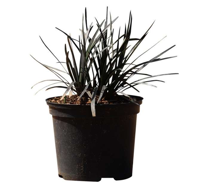 Ophiopogon Plani Nigrescens Pot (150mm)