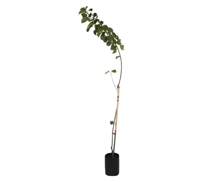 Giving Trees Paul Steyn Apricot Fruit Tree (10L)