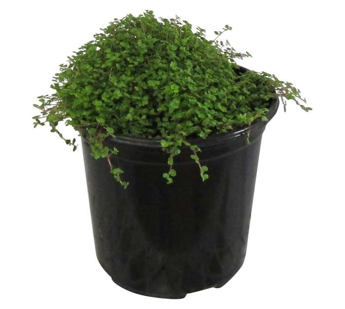Soleirolia Soleirolli Peace In (15cm Pot)