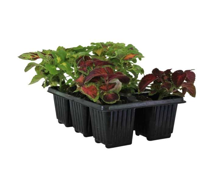 Flora Select 6 x Seedling Coleus - Assorted (185 x 140 x 240mm)