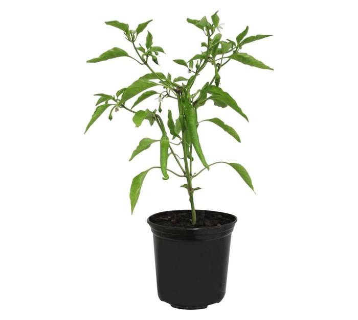 Capsicum Annuum Pepper Golden Cayenne (15cm Pot)