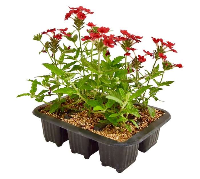 Flora Select 6 x Seedling Verbena - Assorted (185 x 140 x 240mm)