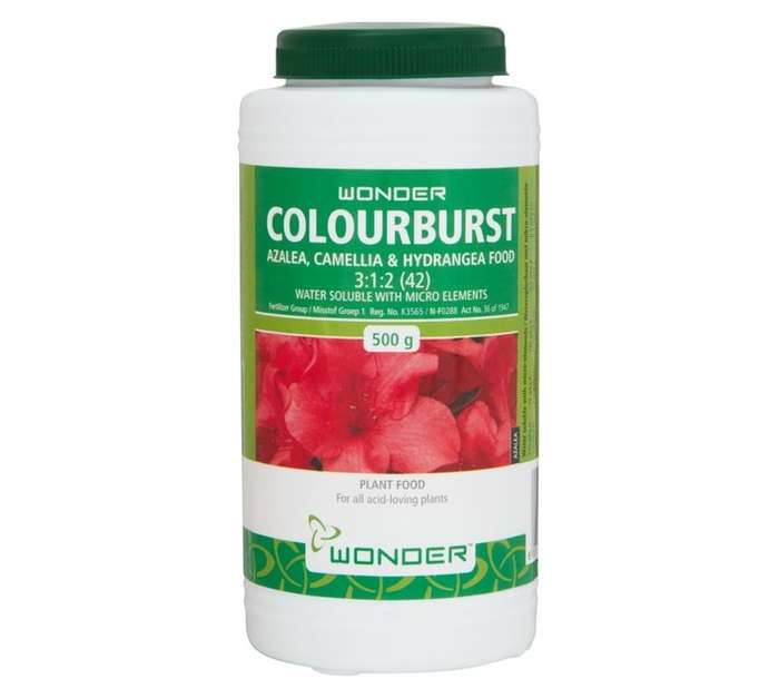 Wonder Colourburst Azalea (500g)