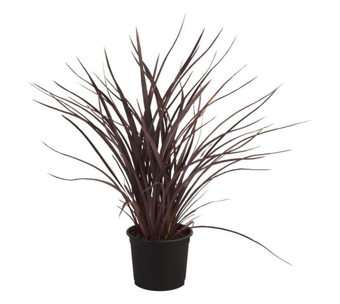 Malanseuns Phormium Ruby Tuesday Potted Plant (190mm)