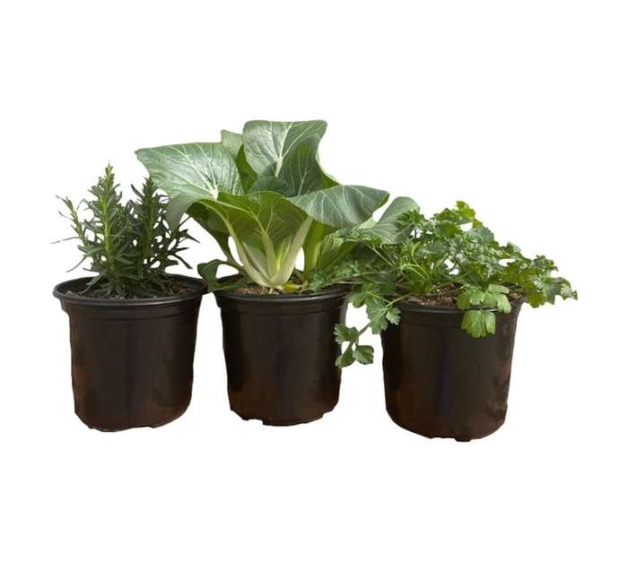 Andy Titterton Colour Pot - Assorted (250mm) OS14