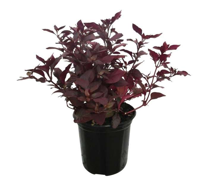 Alternanthera Purple Prince (15cm Pot)