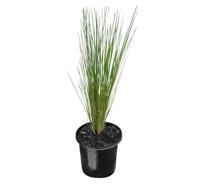 Nonke Plants ARJU4 Aristida Junciformis (170mm)
