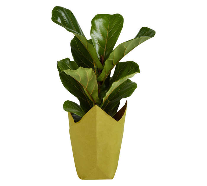 FICUS AUDREY 14CM POT
