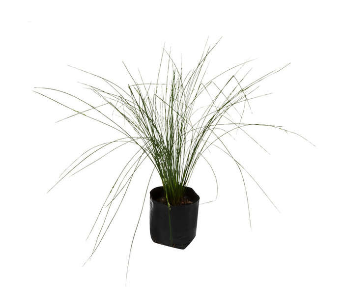 PVN178 Assorted Juncus Bag (4L)