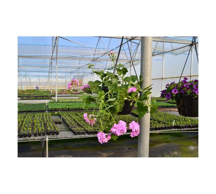 Moorland Assorted Pelargonium in Hanging Basket (230mm)