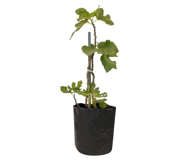 Colorweis Fig Bag (10L)