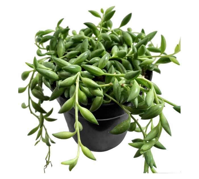 Plantimex Senecio String of Bananas Potted Plant (120mm)