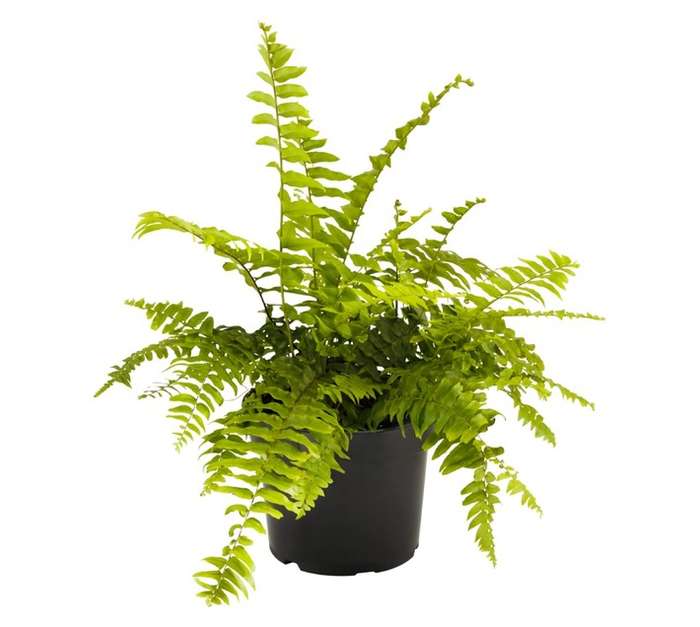 San Michell Fern Basket - Assorted (240 x 240 x 280mm)
