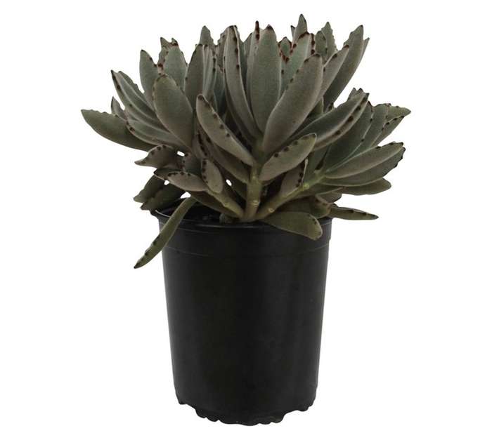 Kalanchoe Tomentosa (20cm Pot)