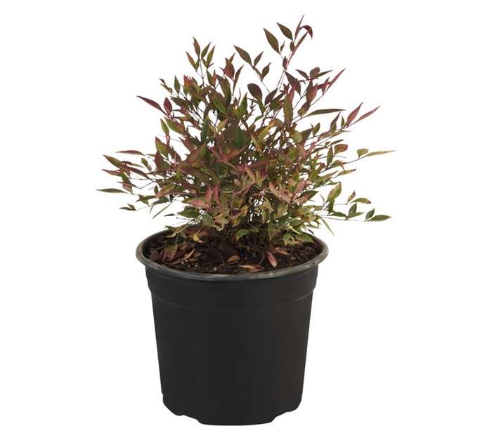 Malanseuns Nandina Domestica GulfStream Potted Plant (170mm)