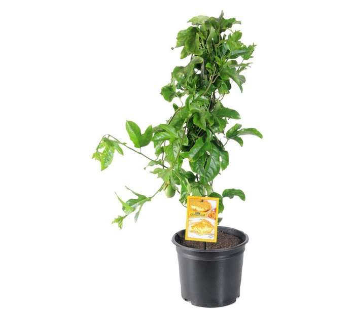 Passiflora Edulis Granadilla Ester PBR (23cm Pot)