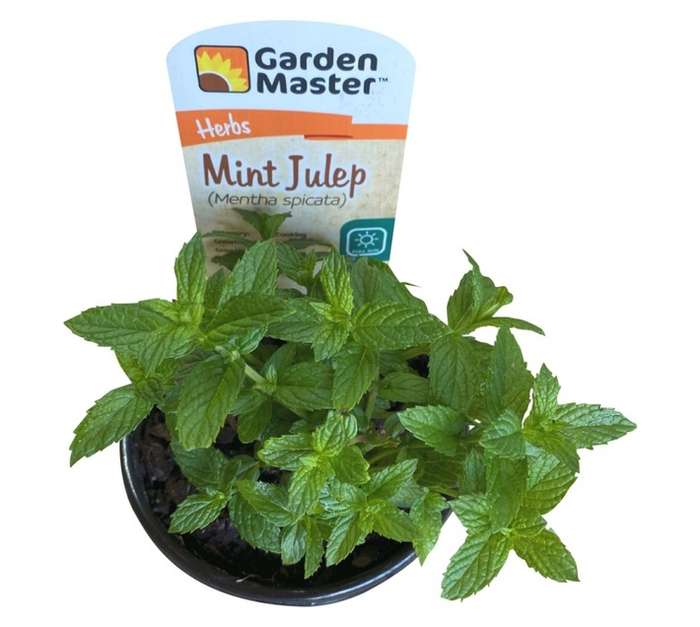 Garden Master GM4065 Mint Julep Herb Pot (120mm)
