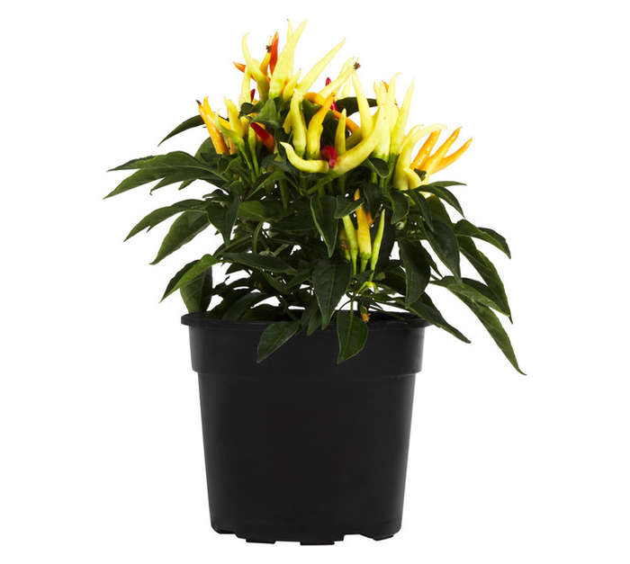 CAPSICUM 14CM