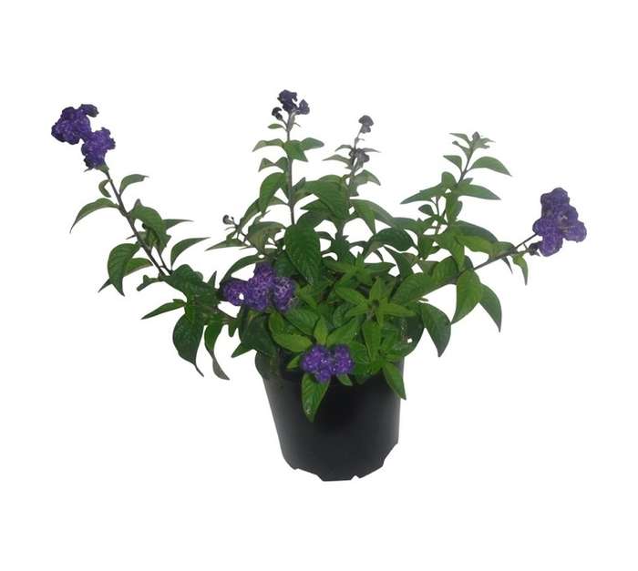 Heliotropium Royal Marine (20cm Pot)