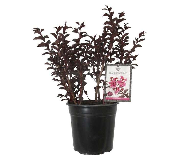 Lagerstroemia Black Diamond Lavender Lace (23cm Pot)