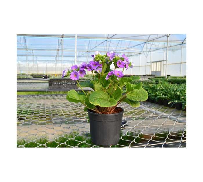 COLOUR POT PRIMULA 14CM