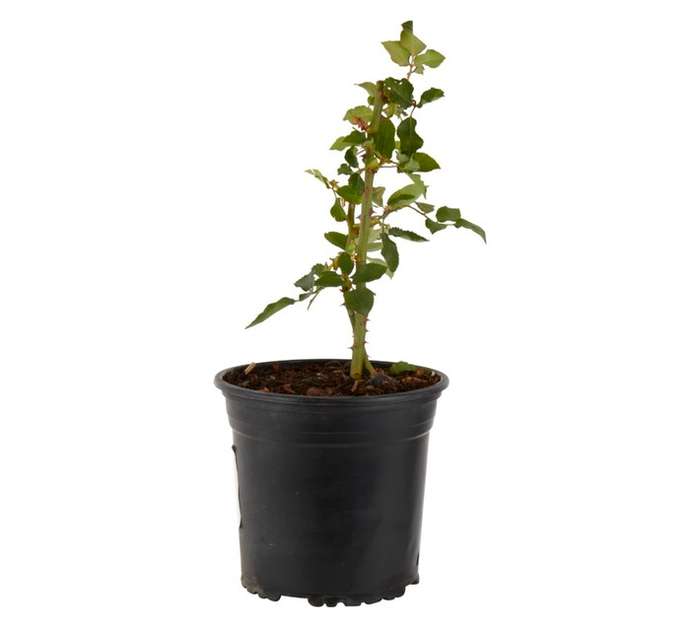 Colorweis Rose Hybrid Tea Just Joey Pot (170mm)