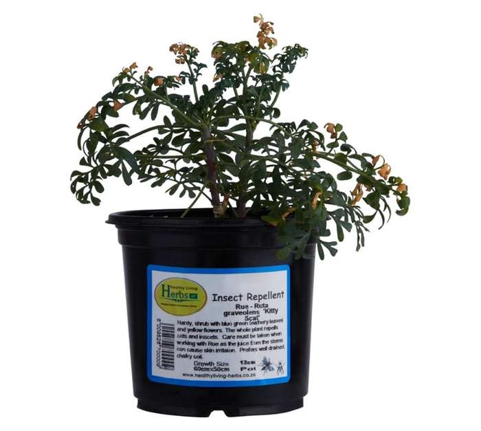 Assorted Herb Pot (120mm)