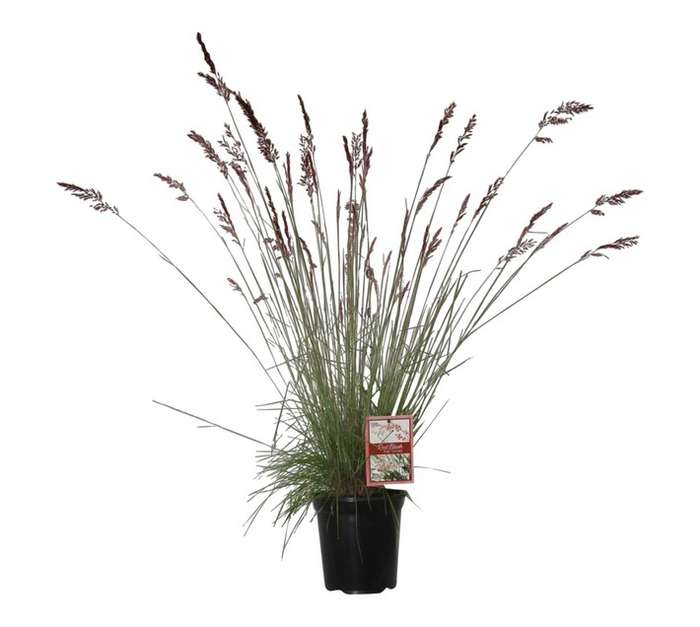 Melinis Nerviglumis (20cm Pot)