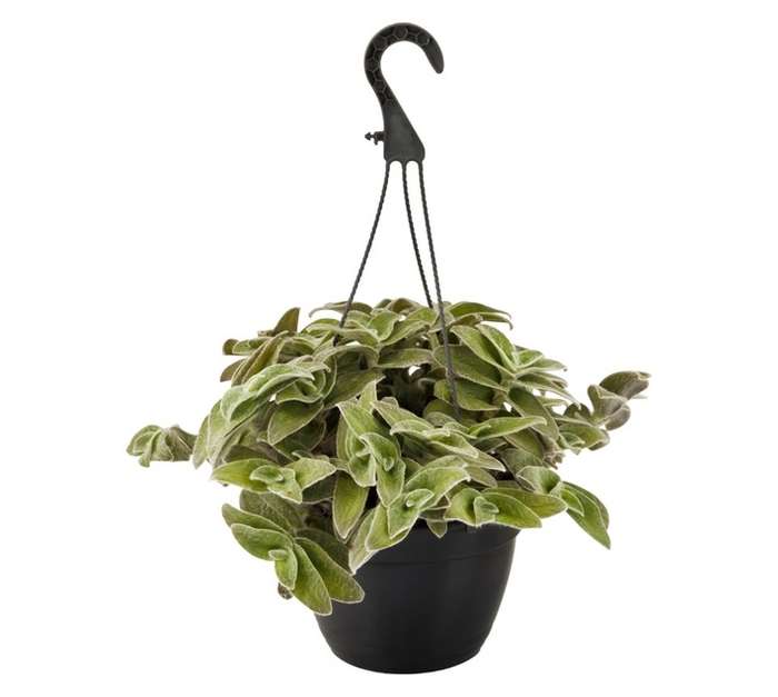 San Michell Assorted Tradescantia Plant (210mm)